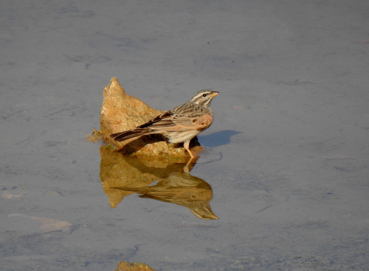 Striolated Bunting - Anonymous