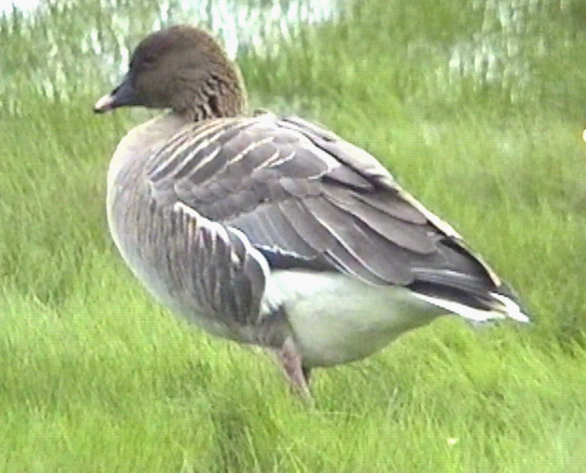 Pink-footed Goose - ML612750296