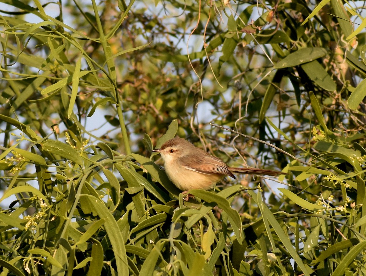 Plain Prinia - ML612750360