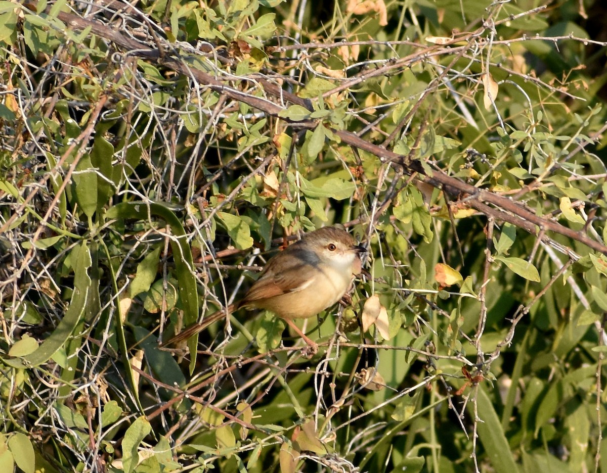 Prinia Sencilla - ML612750361