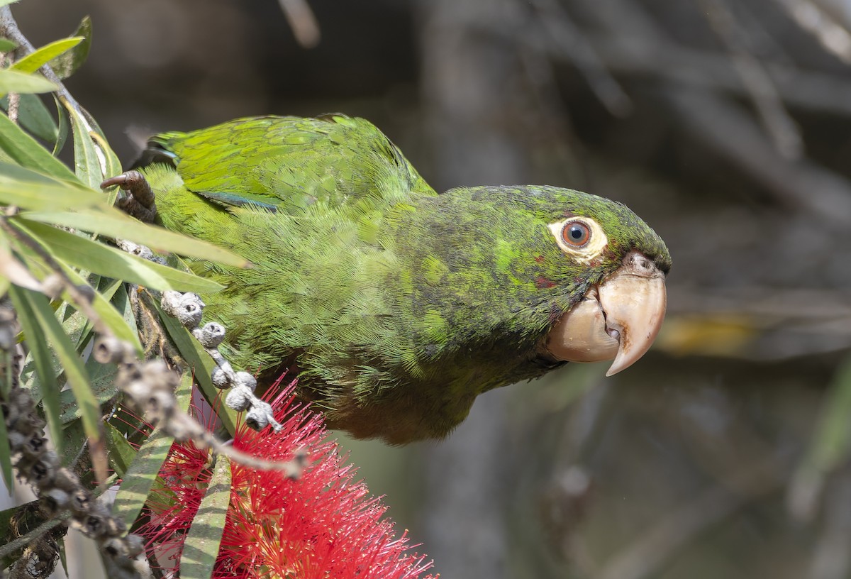 Red-masked Parakeet - ML612750375