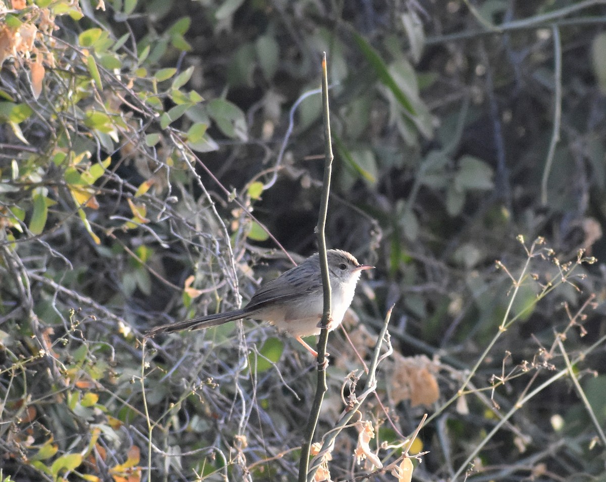 Delicate Prinia - Anonymous