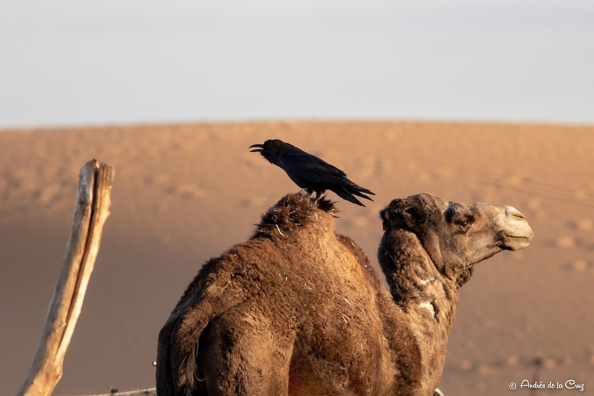 Brown-necked Raven - Andres de la Cruz Muñoz