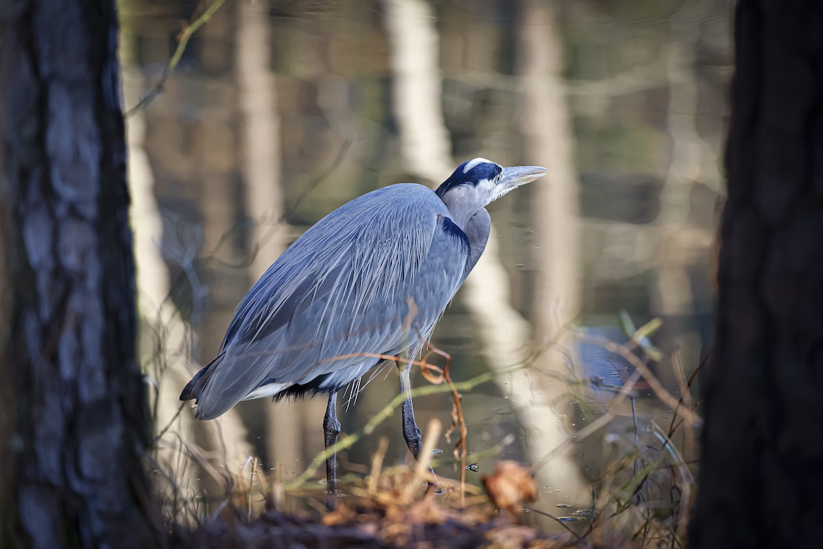 Great Blue Heron - ML612750474