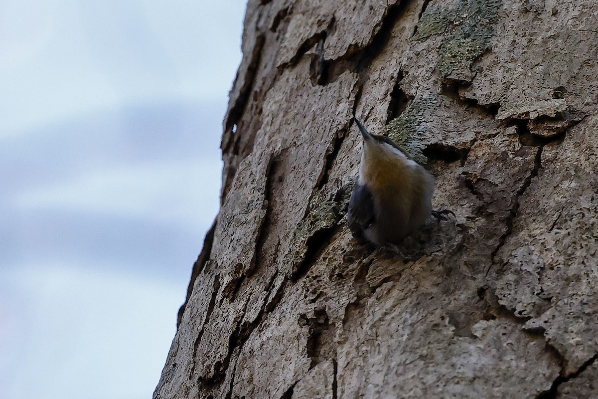 Brown-headed Nuthatch - Niraj  Jobanputra