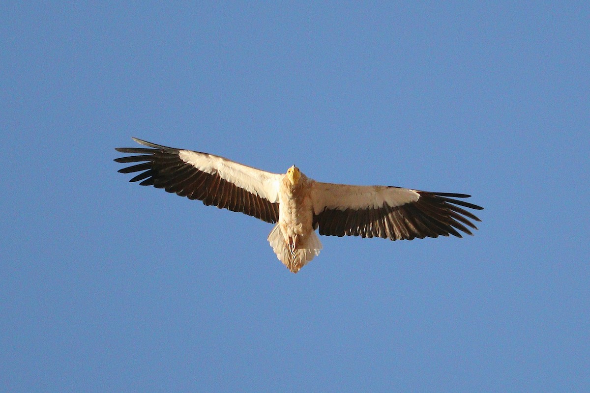 Egyptian Vulture - ML612750492