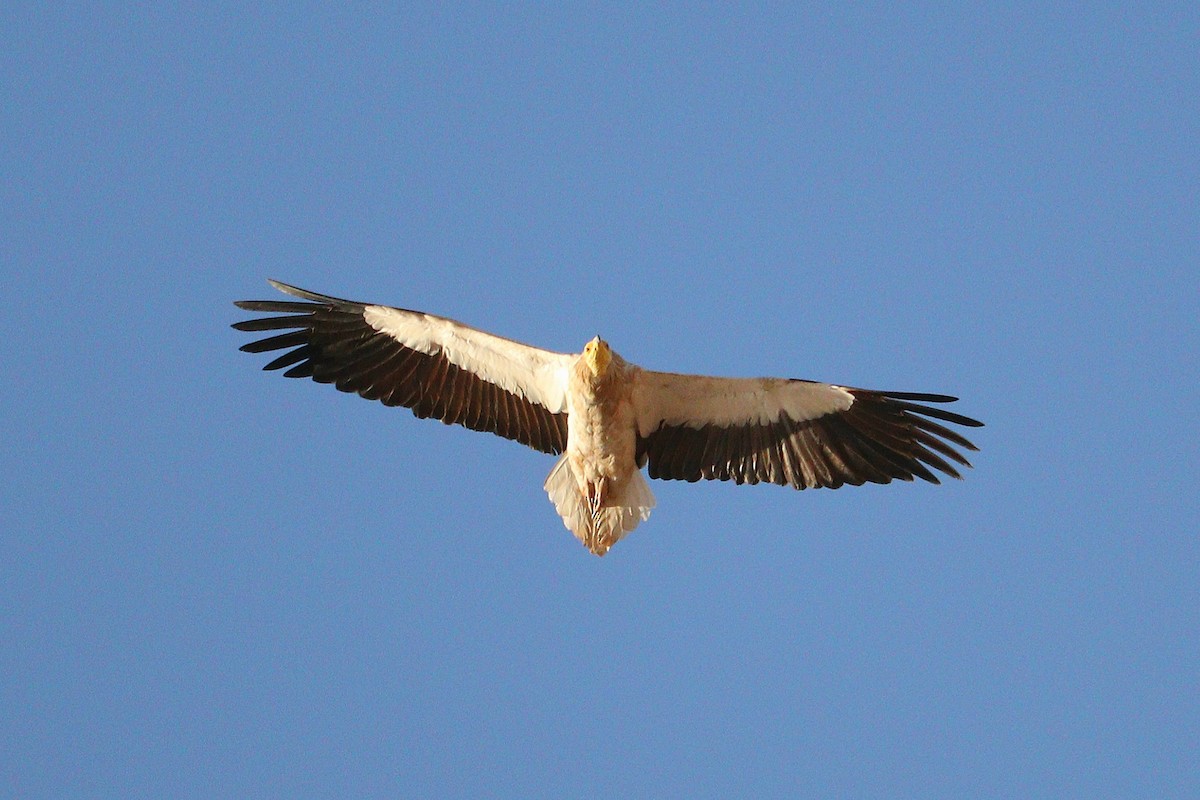 Egyptian Vulture - Ismael Khalifa