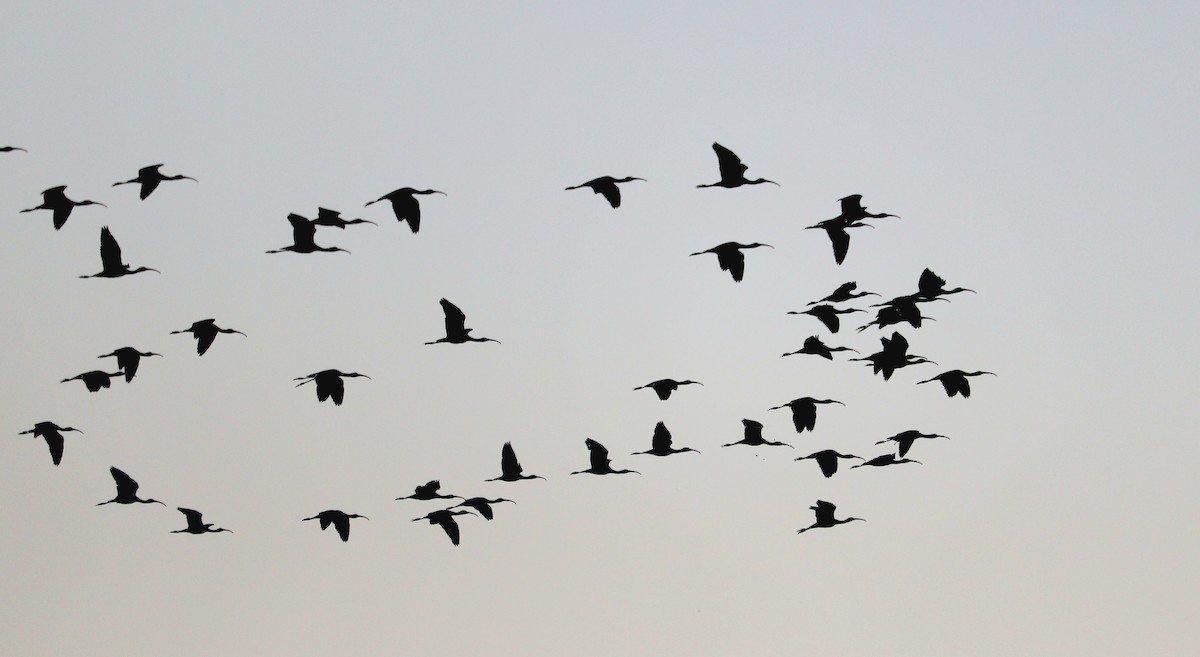 Glossy Ibis - ML612750565