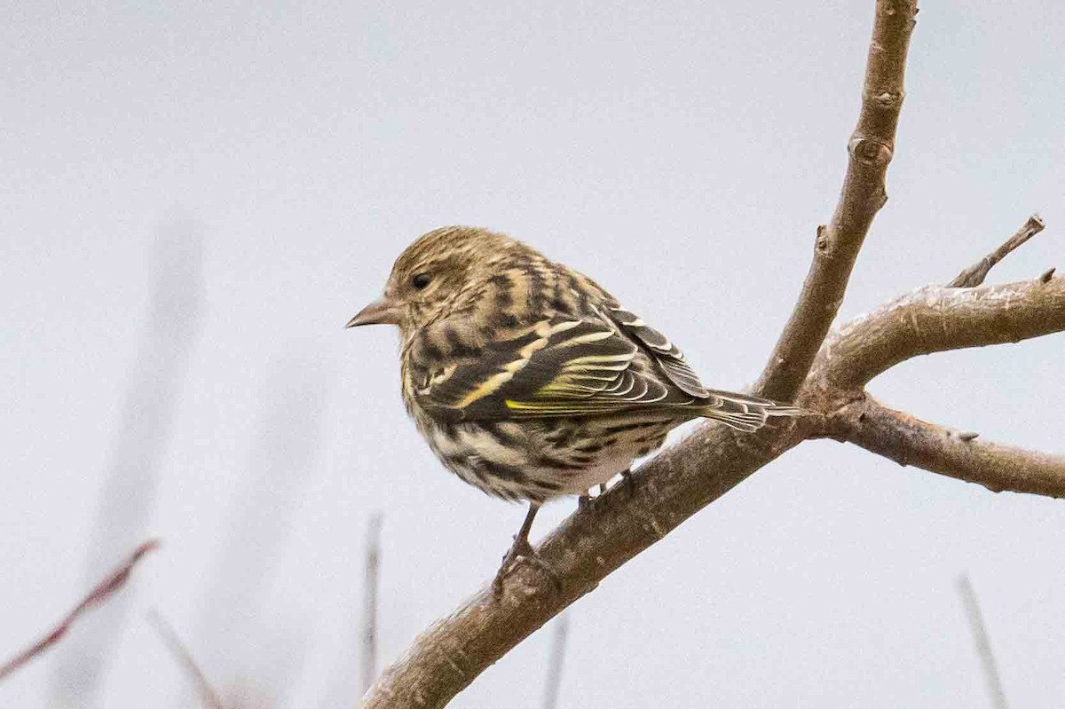 Pine Siskin - Frank King