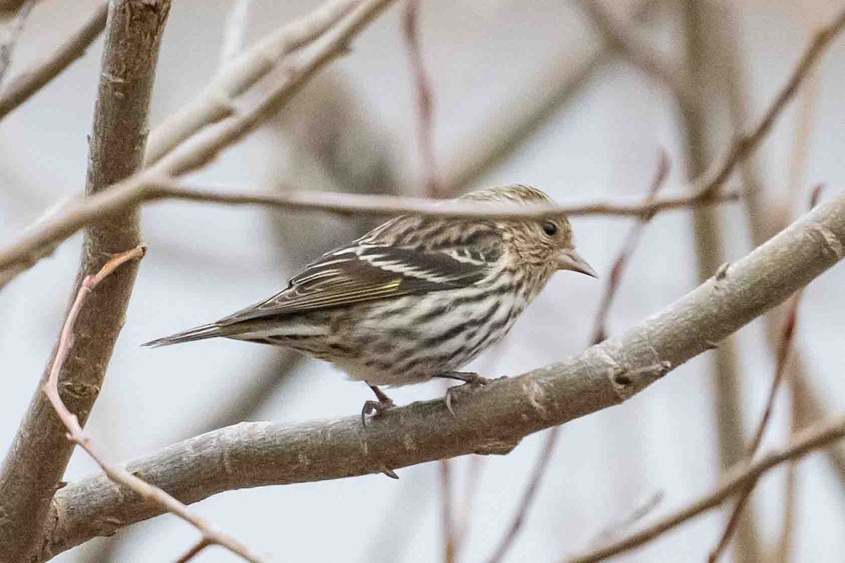 Pine Siskin - ML612750667