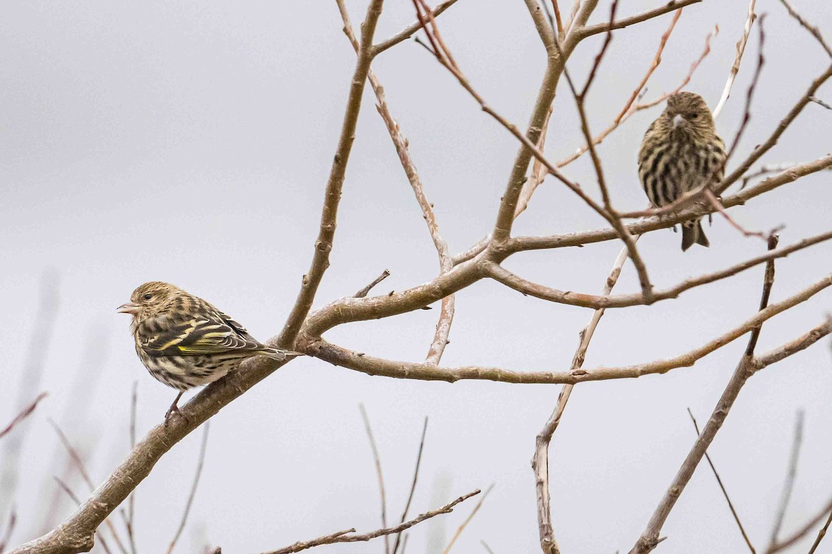 Pine Siskin - ML612750668