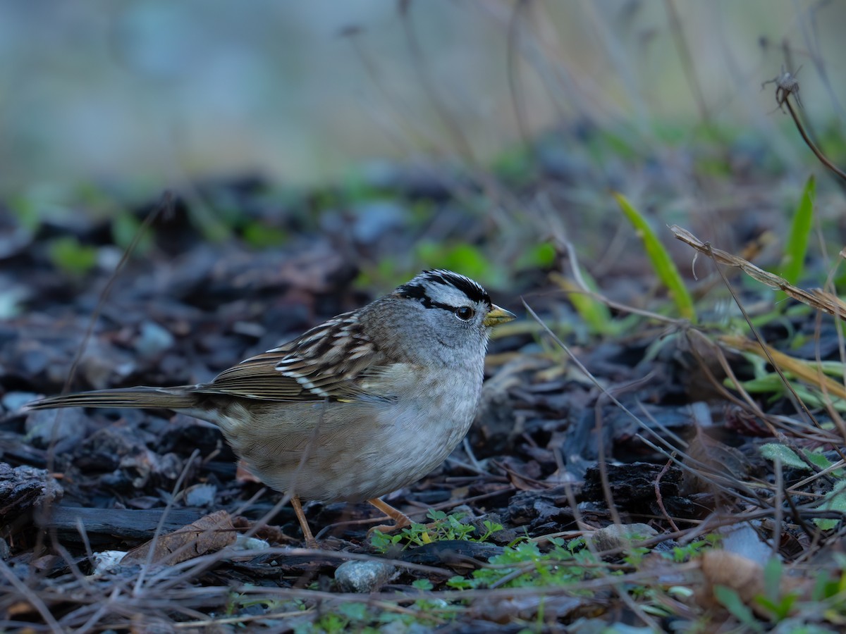 White-crowned Sparrow - ML612750743