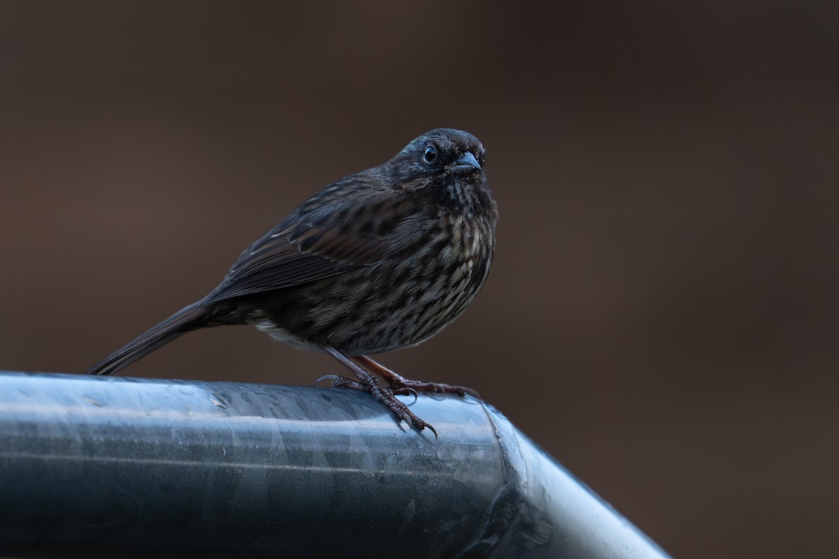 Song Sparrow - ML612750767