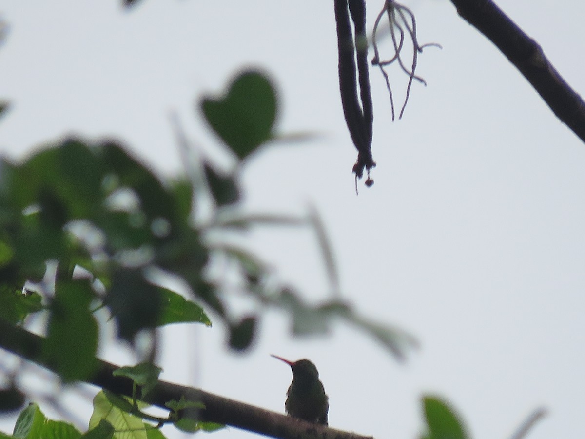 Rufous-tailed Hummingbird - ML612750933