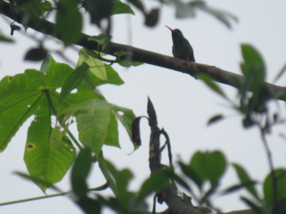 Rufous-tailed Hummingbird - ML612750934
