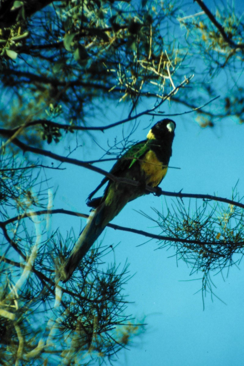 Australian Ringneck - Holger Schneider