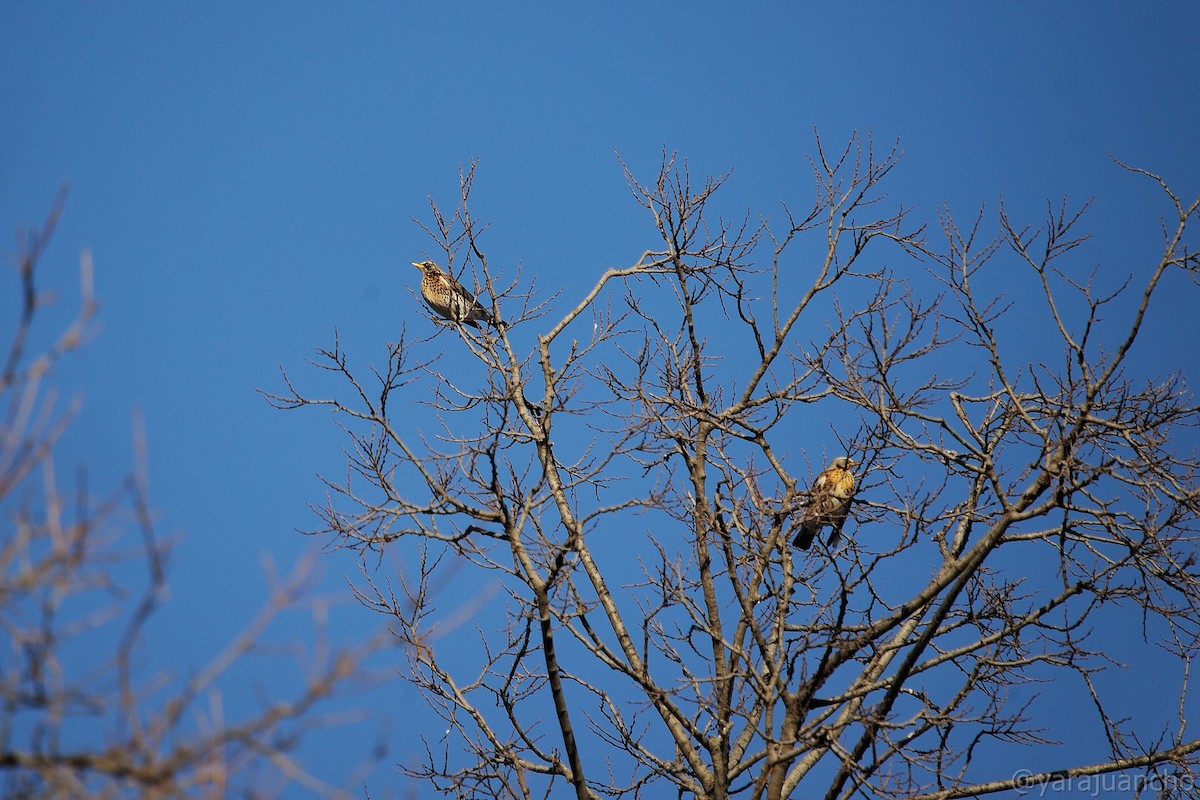 Fieldfare - Juan Escudero