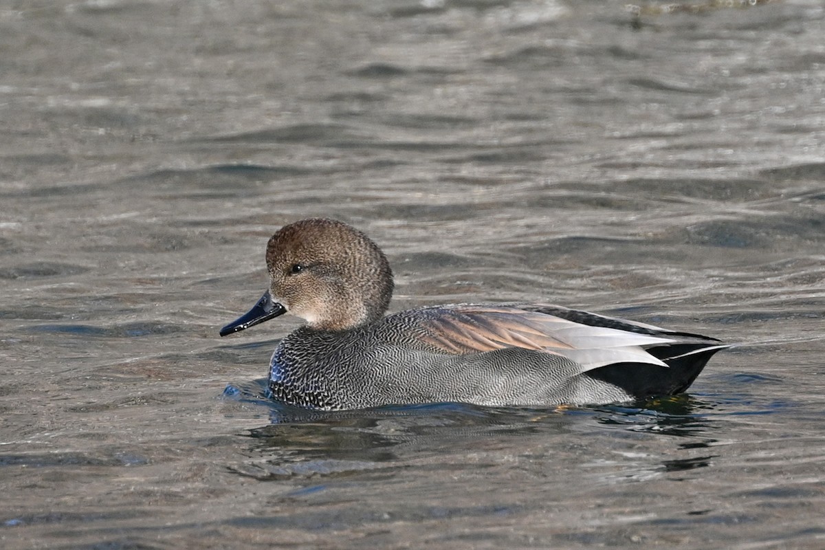 Gadwall - ML612751137