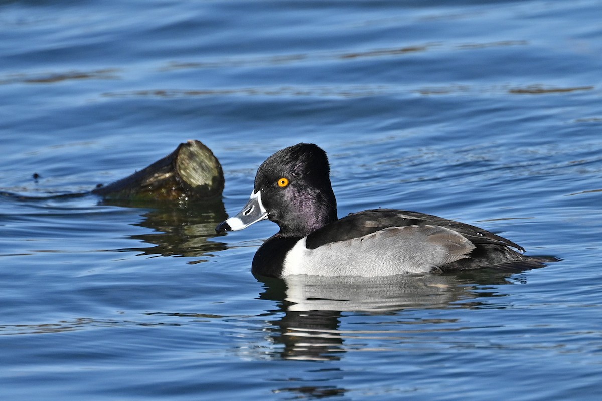 Ring-necked Duck - ML612751154