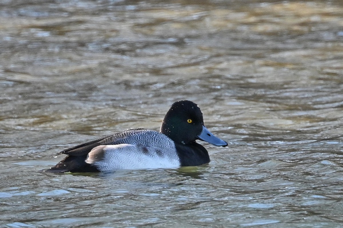 Lesser Scaup - ML612751165