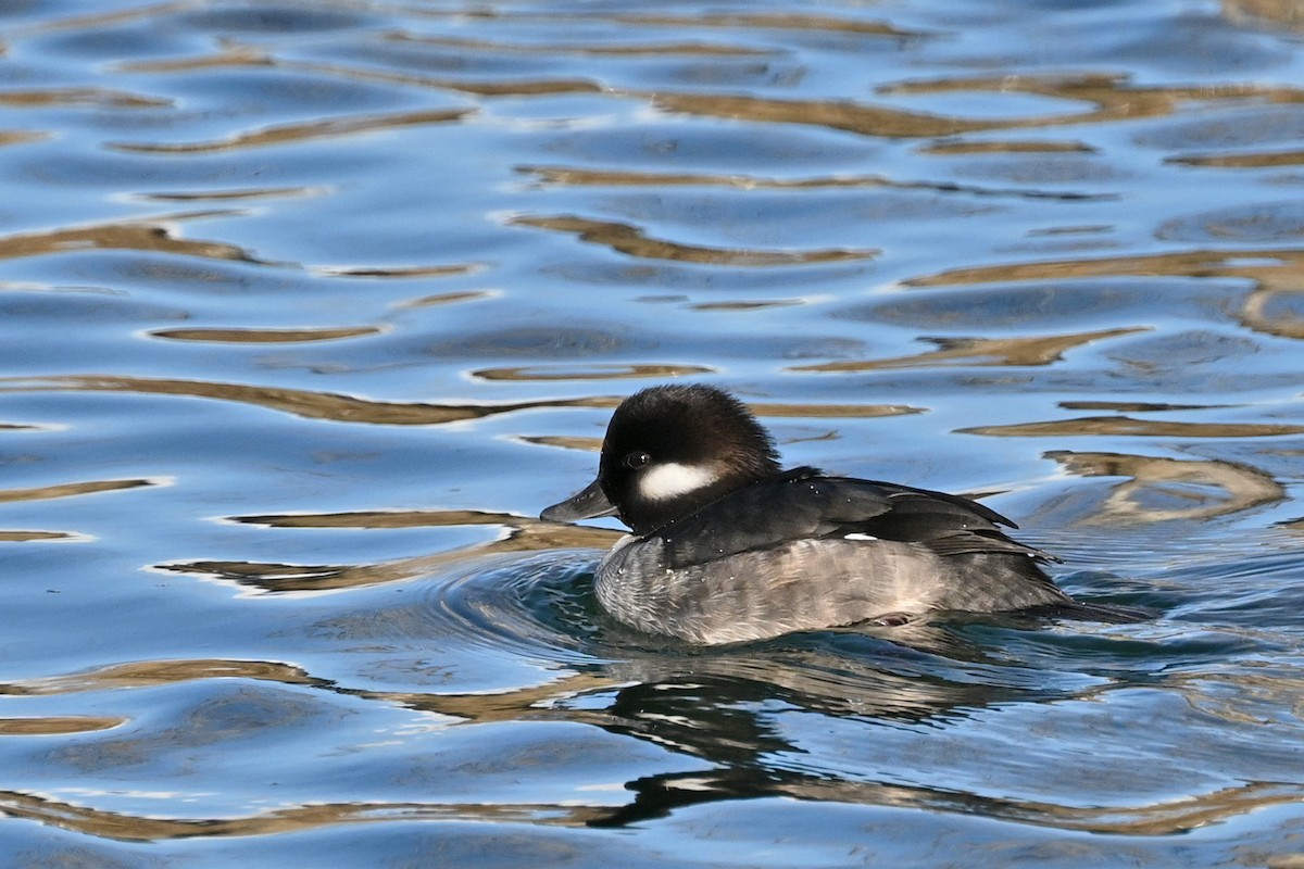 Bufflehead - ML612751172