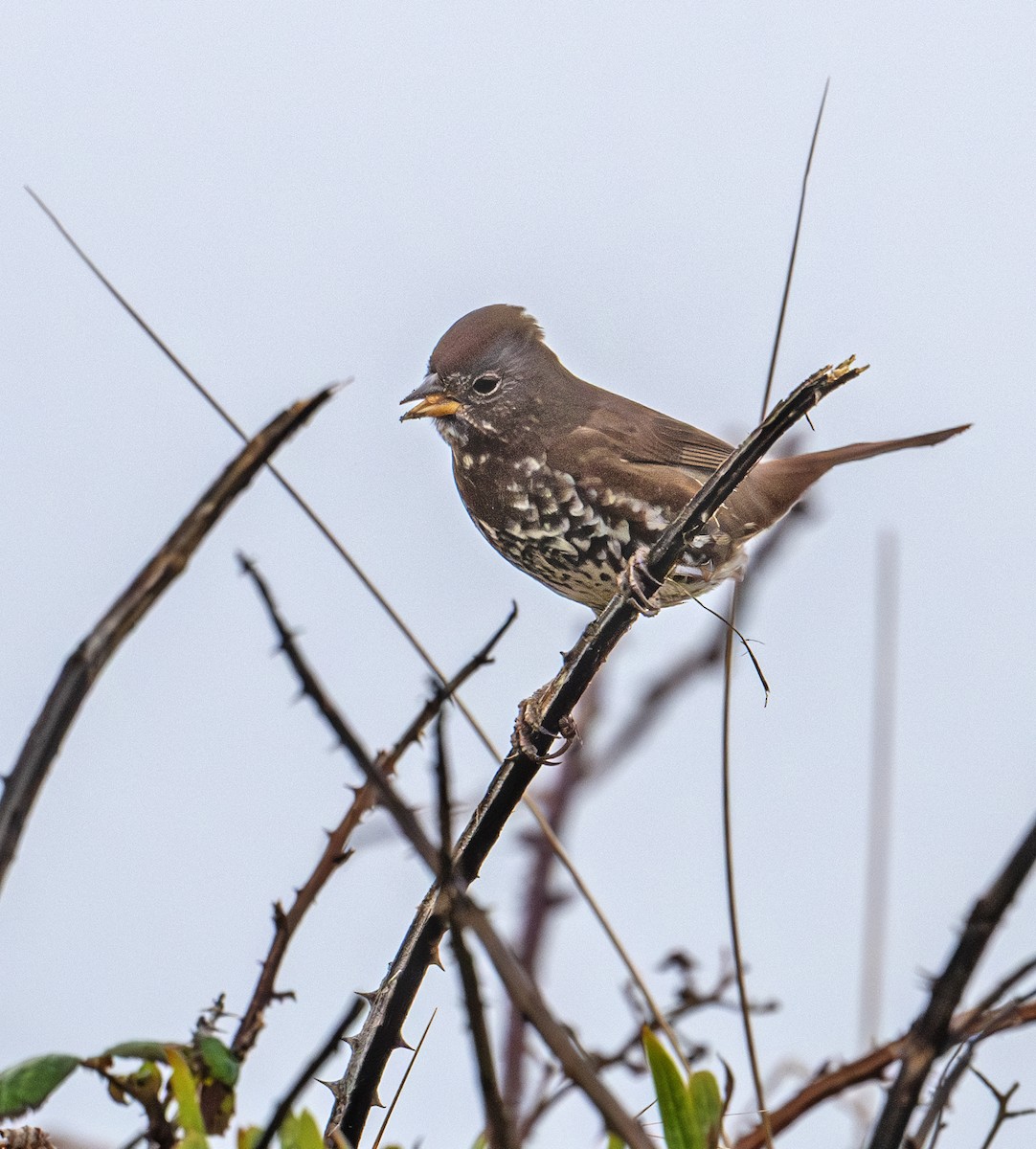 Fox Sparrow - ML612751210