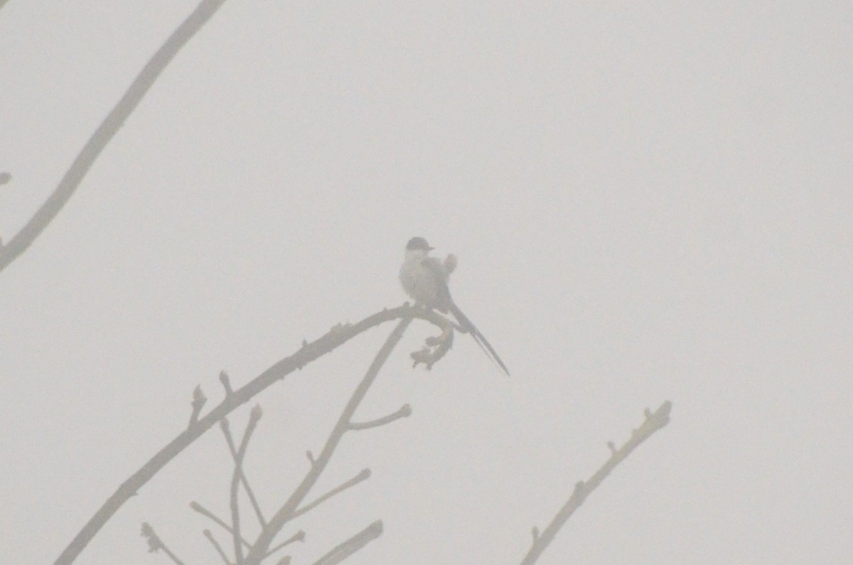 Fork-tailed Flycatcher - ML612751241