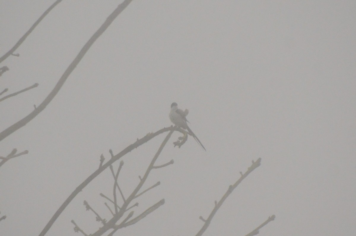 Fork-tailed Flycatcher - ML612751393