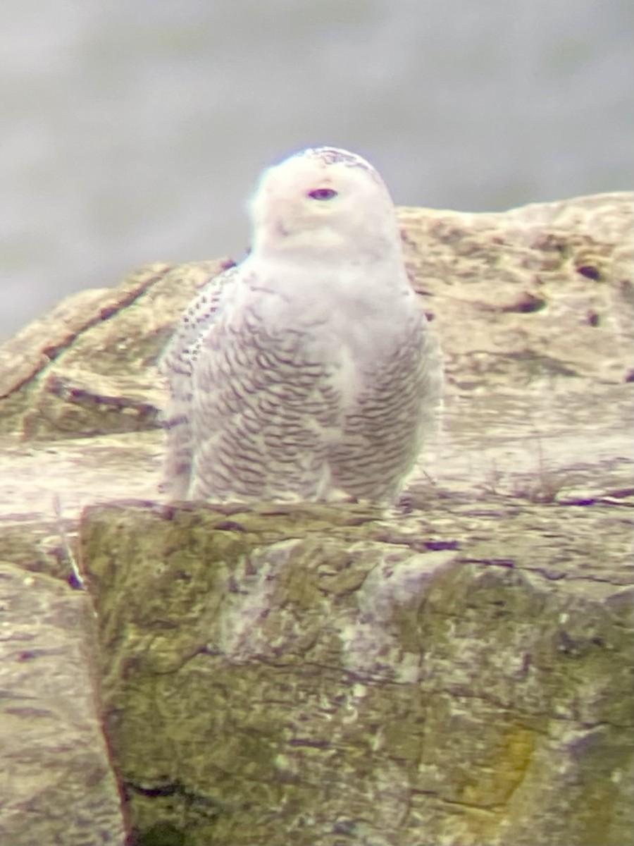 Snowy Owl - ML612751449