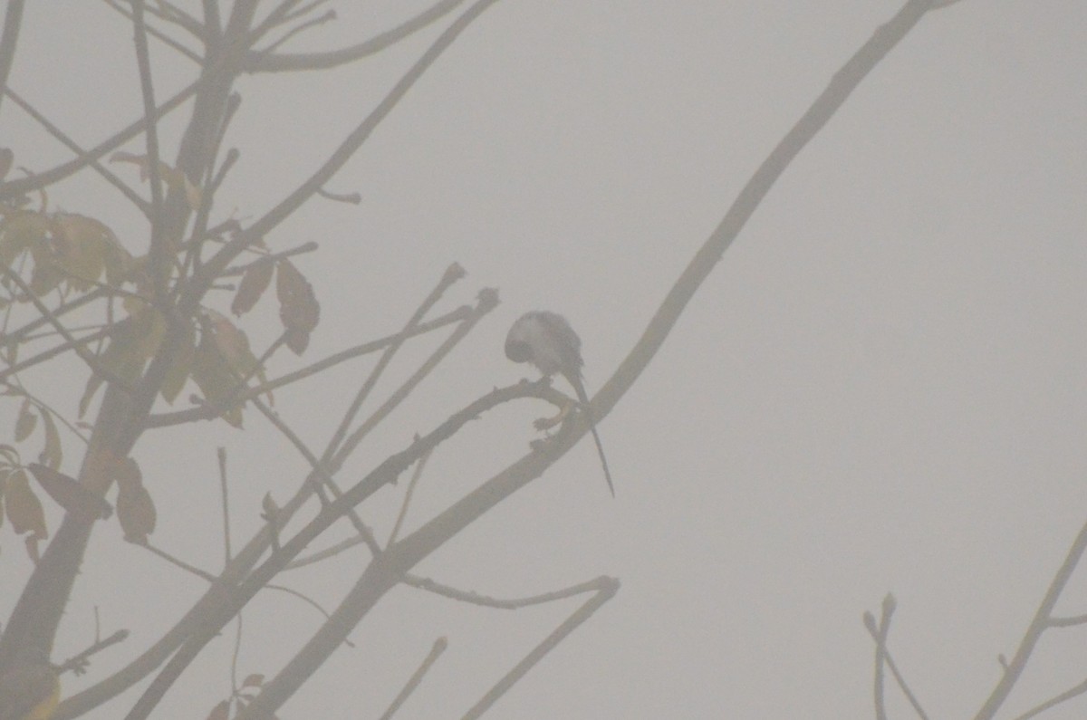 Fork-tailed Flycatcher - ML612751454