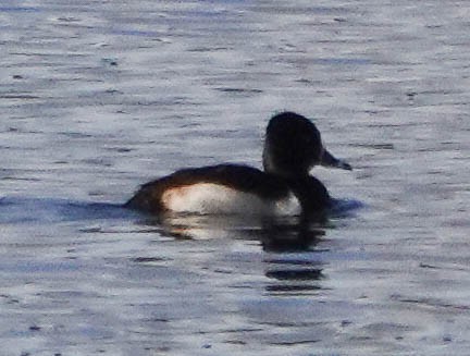 Greater/Lesser Scaup - Linda Vaxvick