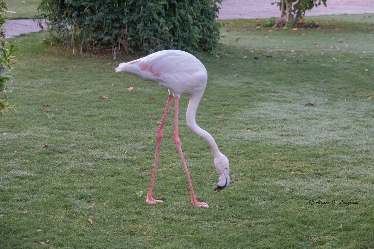 Greater Flamingo - ML612751565