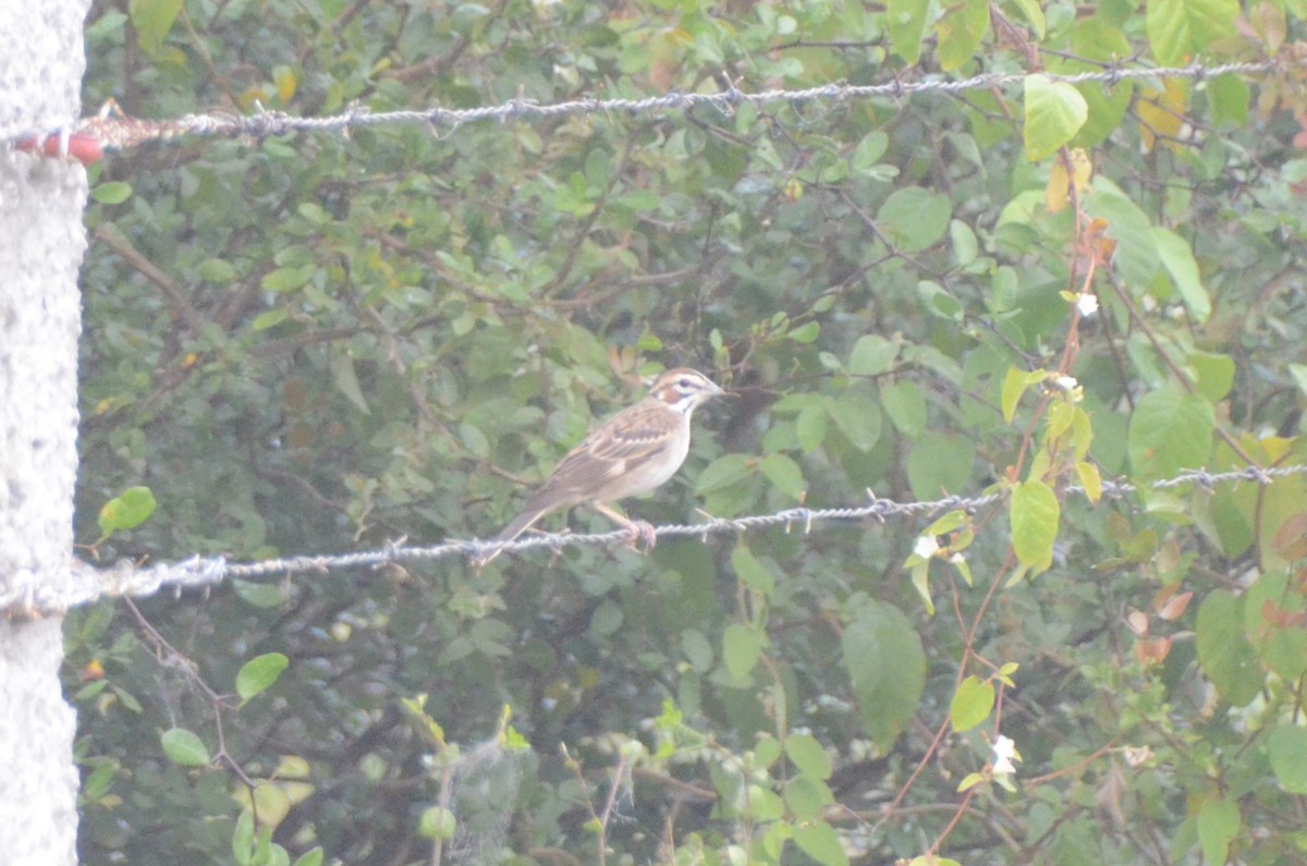 Lark Sparrow - ML612751577