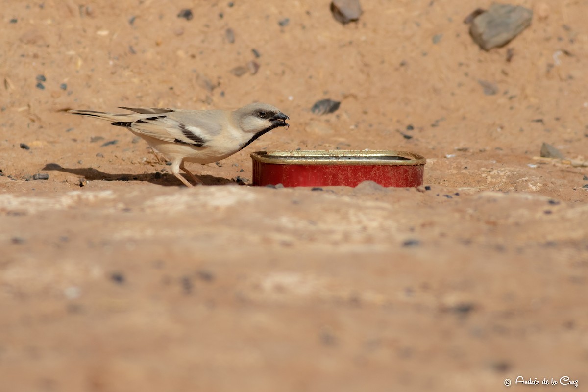 Desert Sparrow - Andres de la Cruz Muñoz
