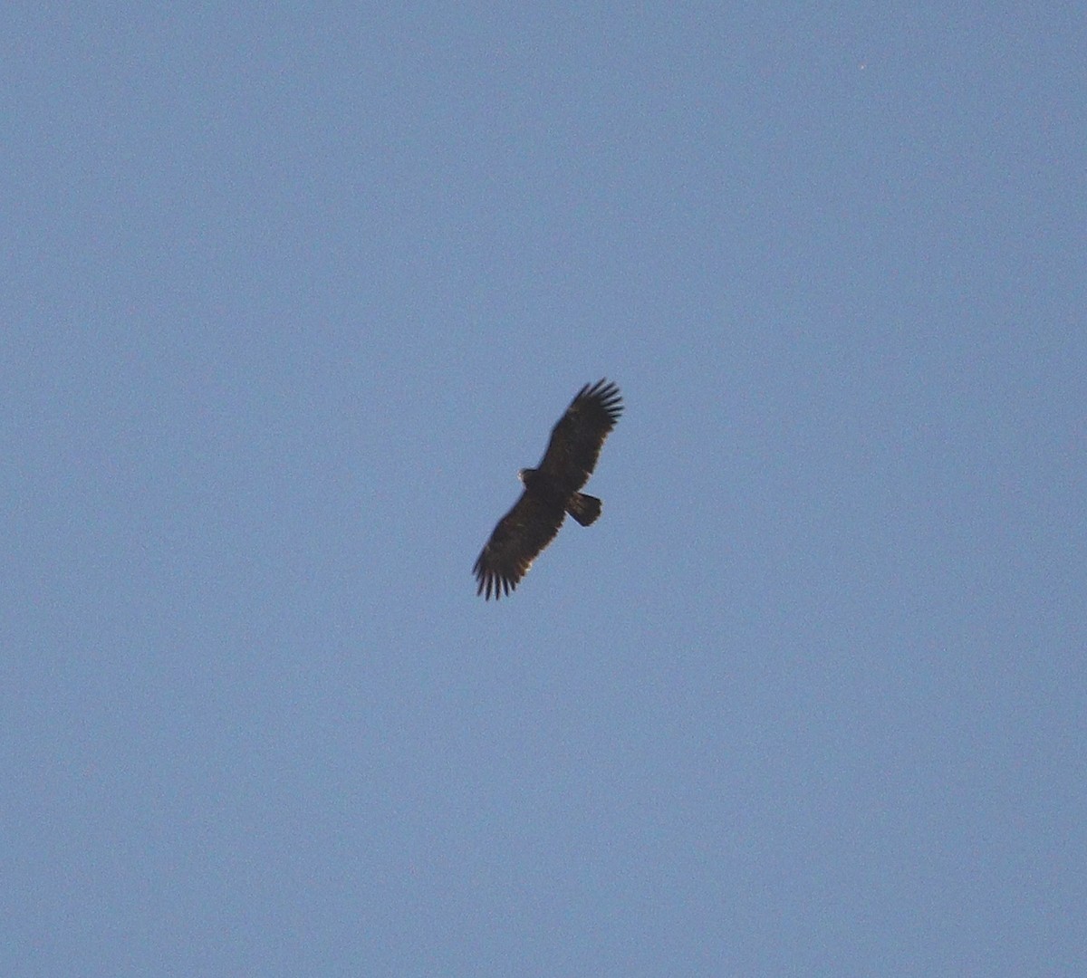 Greater Spotted Eagle - ML612751726