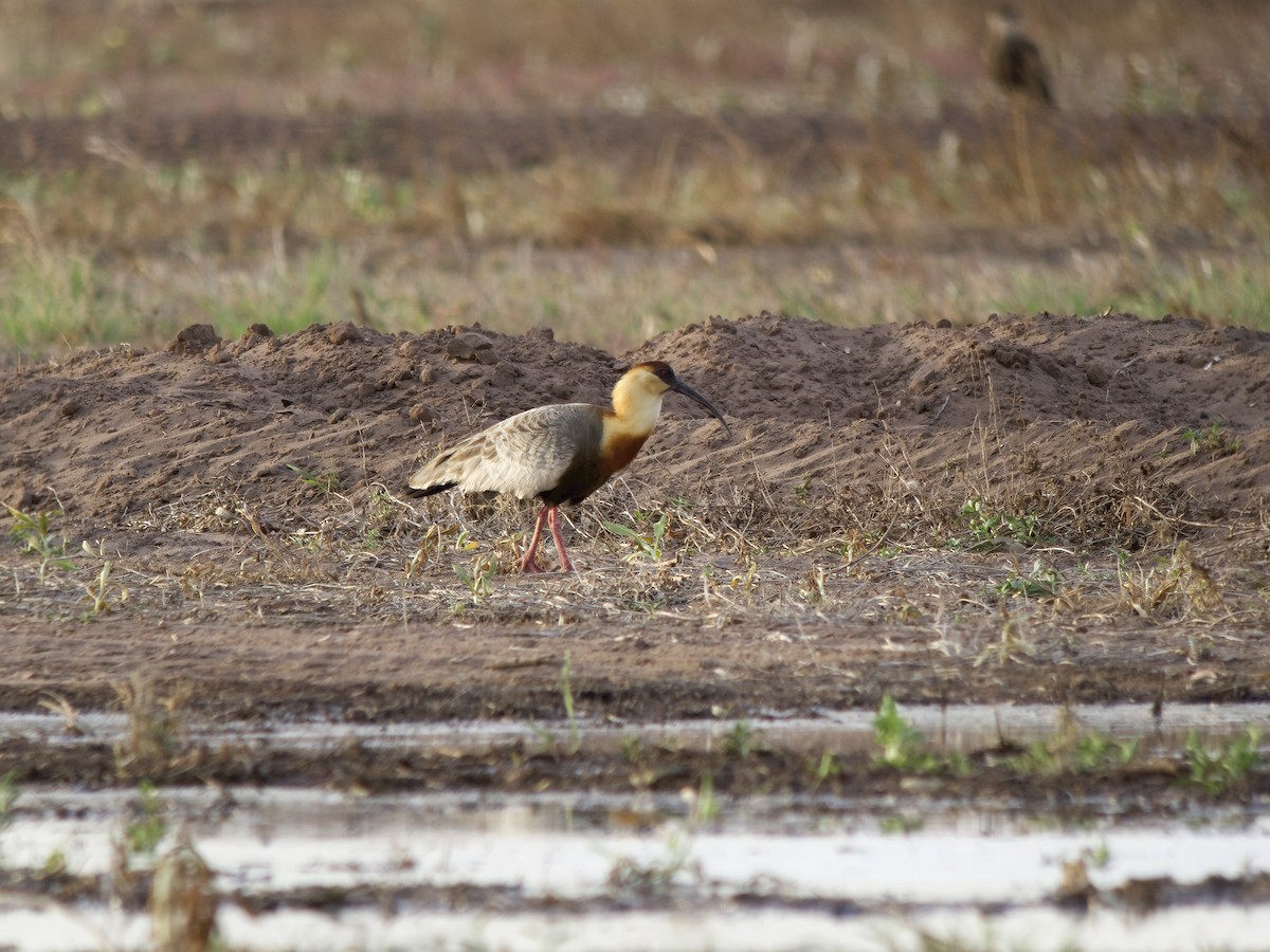 Buff-necked Ibis - ML612751813