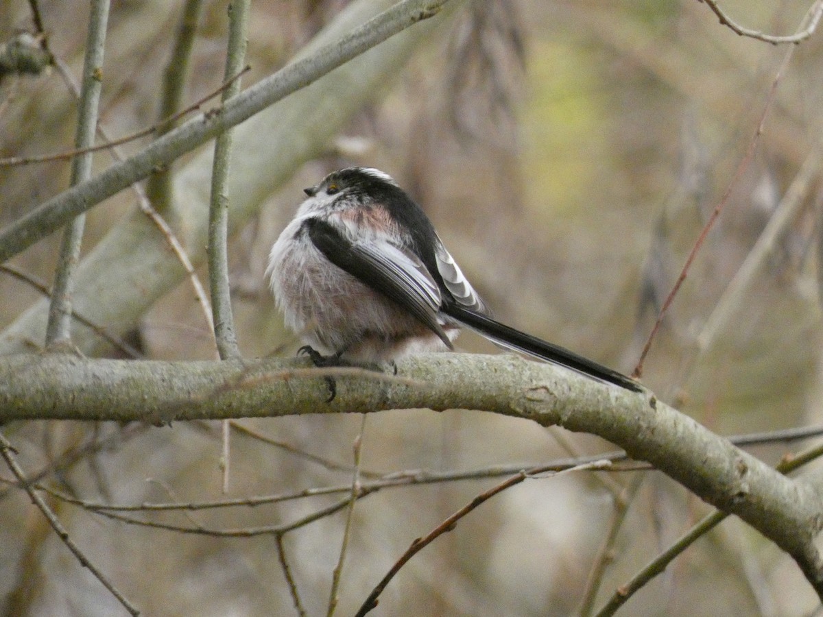 Long-tailed Tit (europaeus Group) - ML612751843