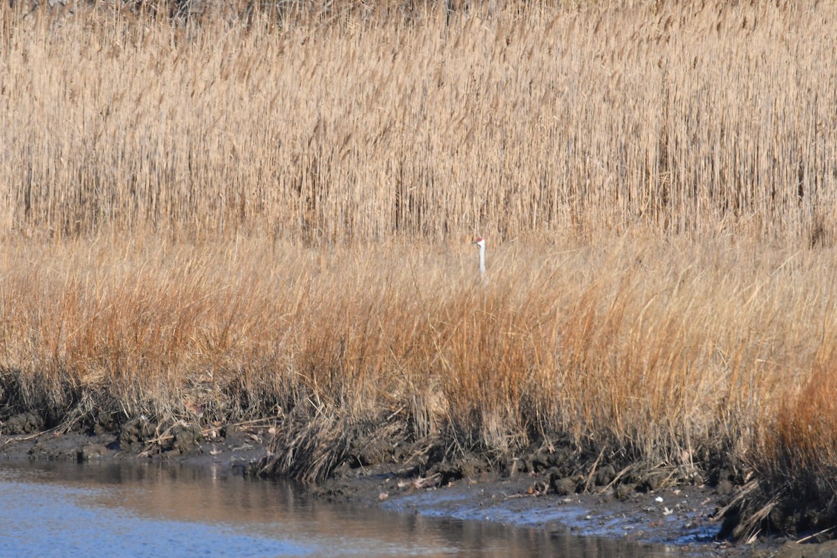 Sandhill Crane - ML612751845