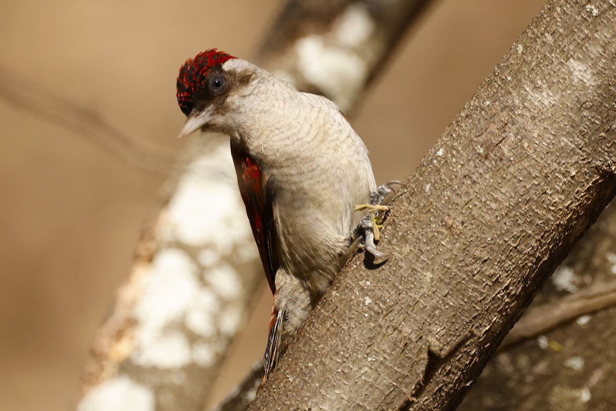 Scarlet-backed Woodpecker - John Mills