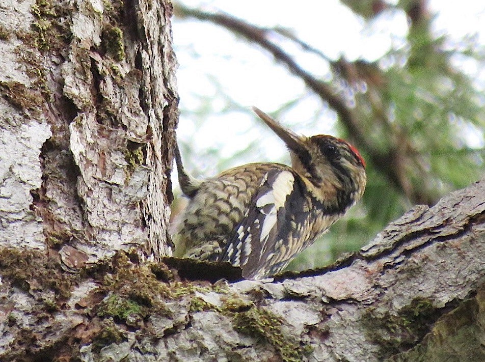 Yellow-bellied Sapsucker - Rosabel Miro