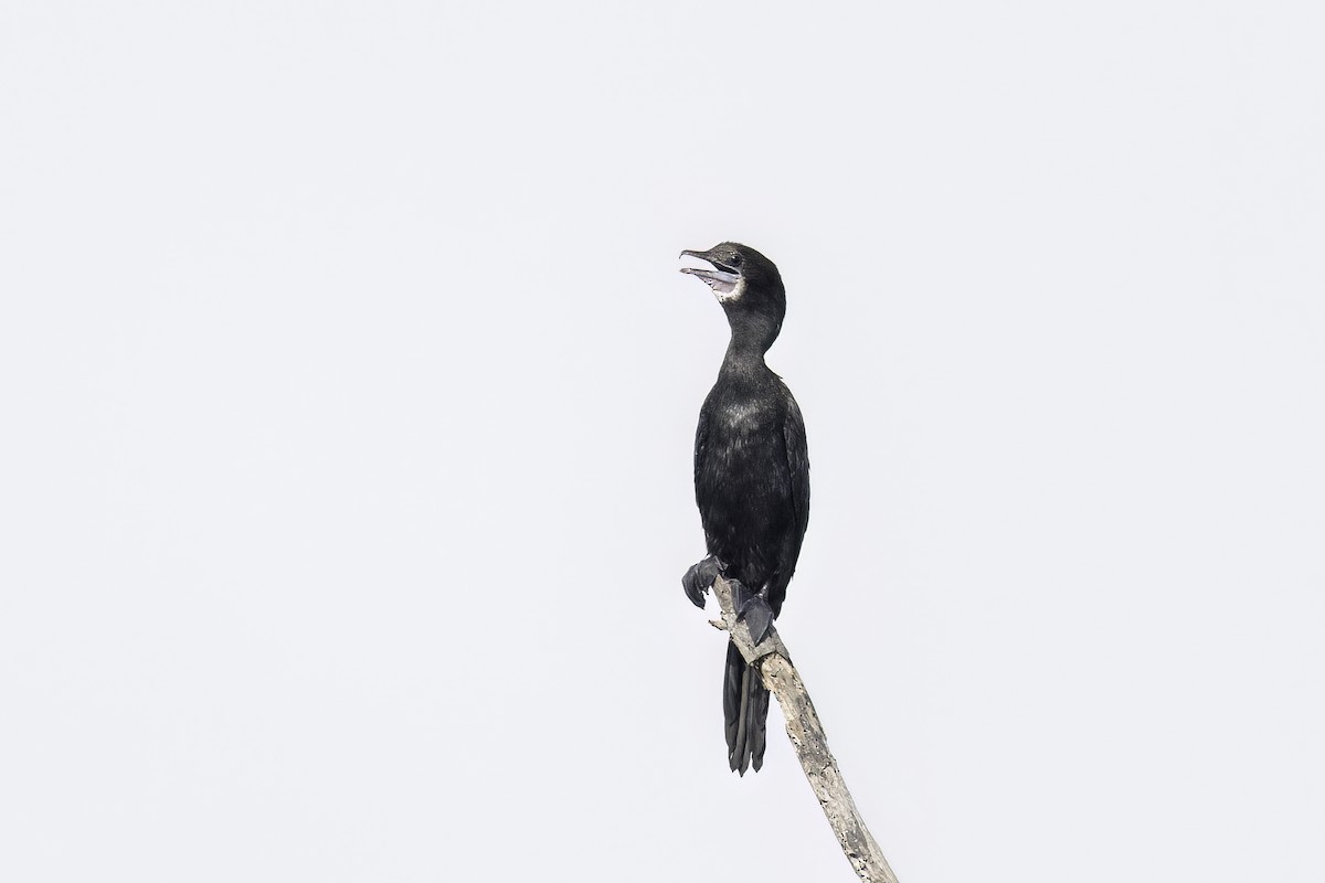 Little Cormorant - ML612751919