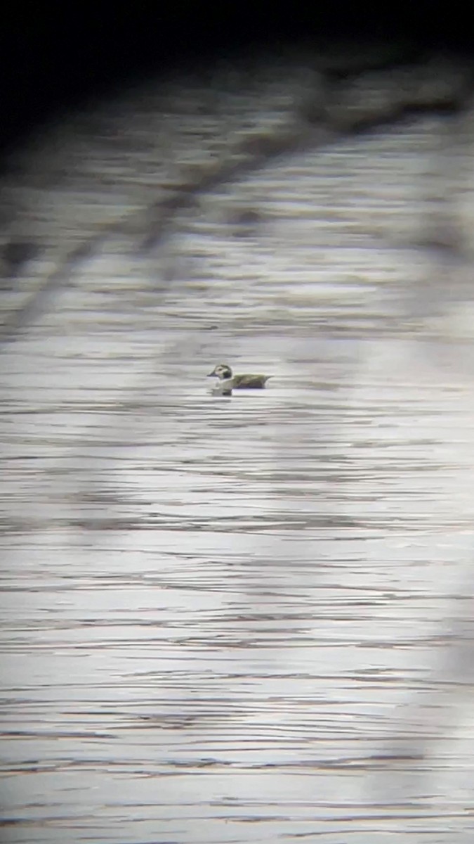 コオリガモ - ML612751931