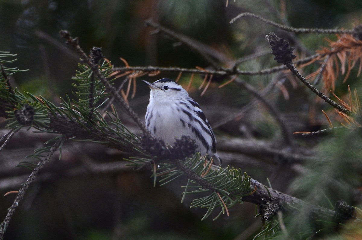 Black-and-white Warbler - Roman Yaremchuk