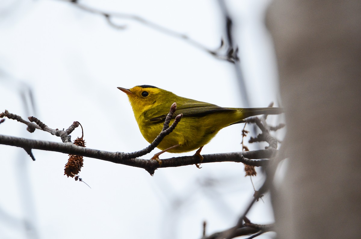 Wilson's Warbler - Roman Yaremchuk