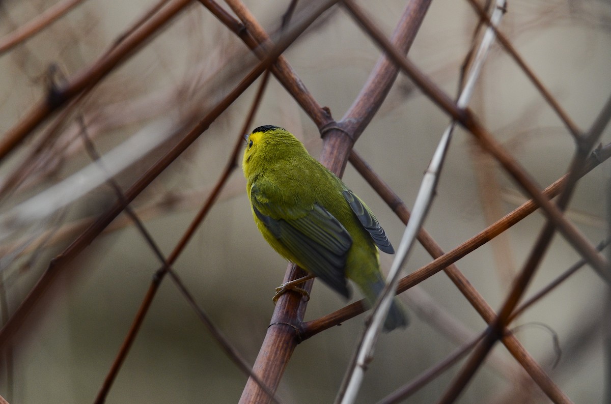Wilson's Warbler - ML612751984