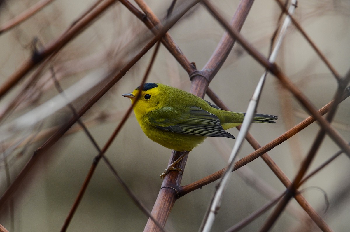 Wilson's Warbler - Roman Yaremchuk