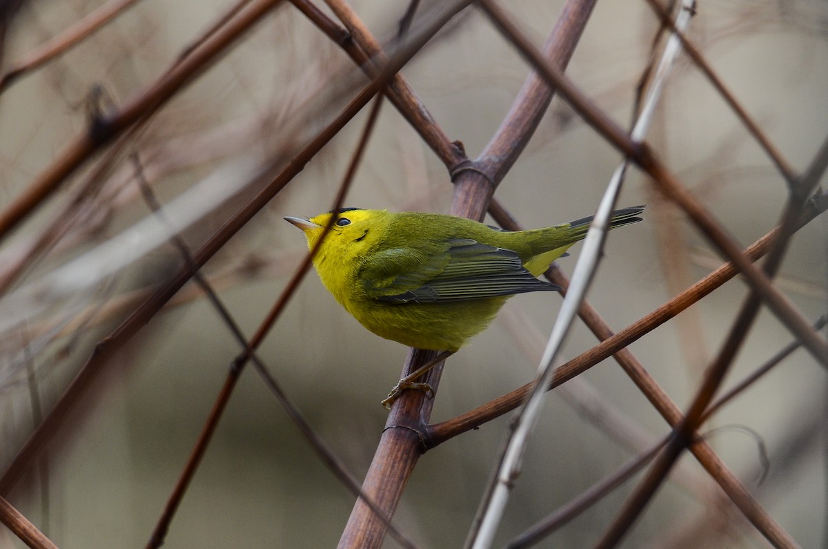 kalottparula - ML612751986