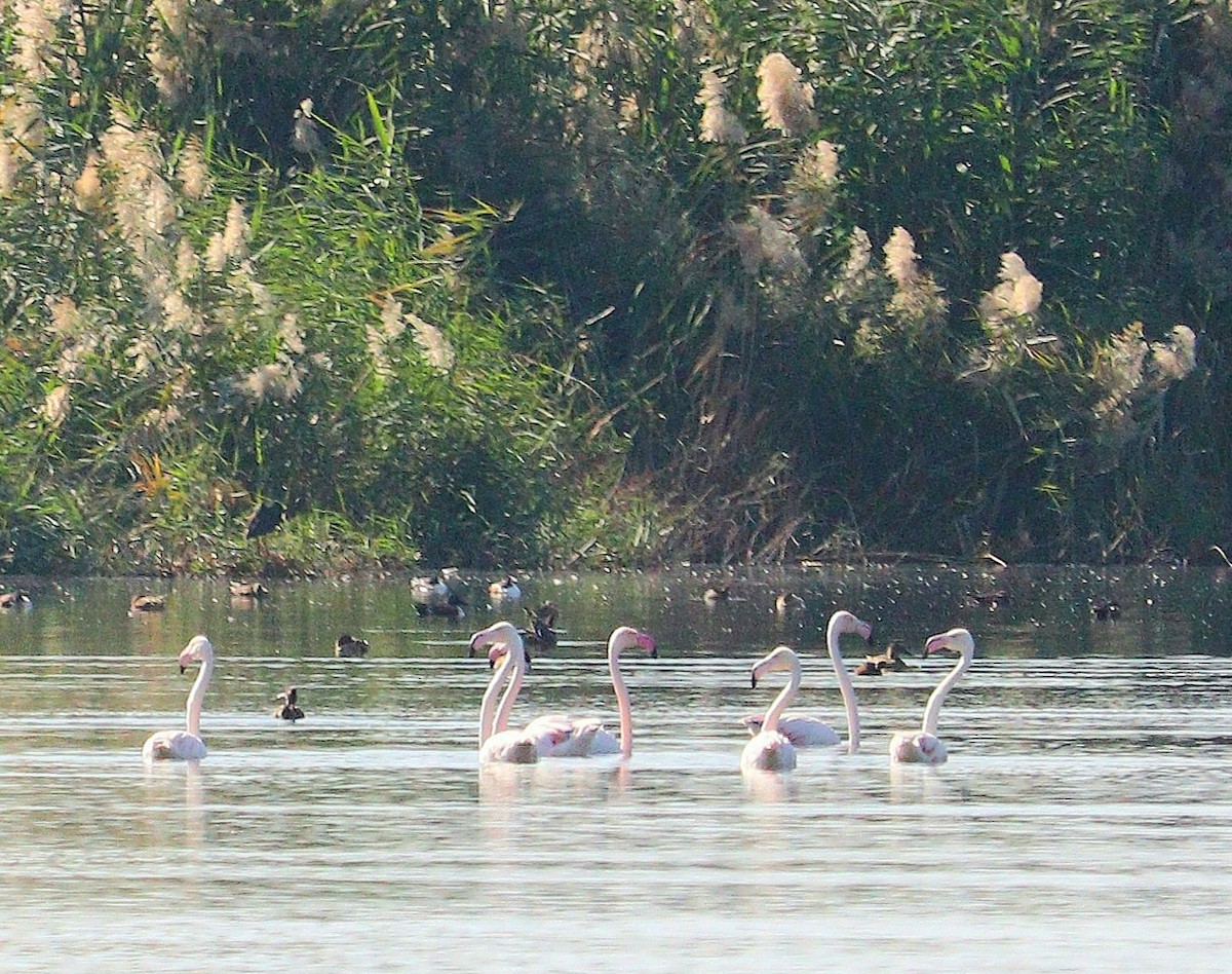 Greater Flamingo - ML612752003