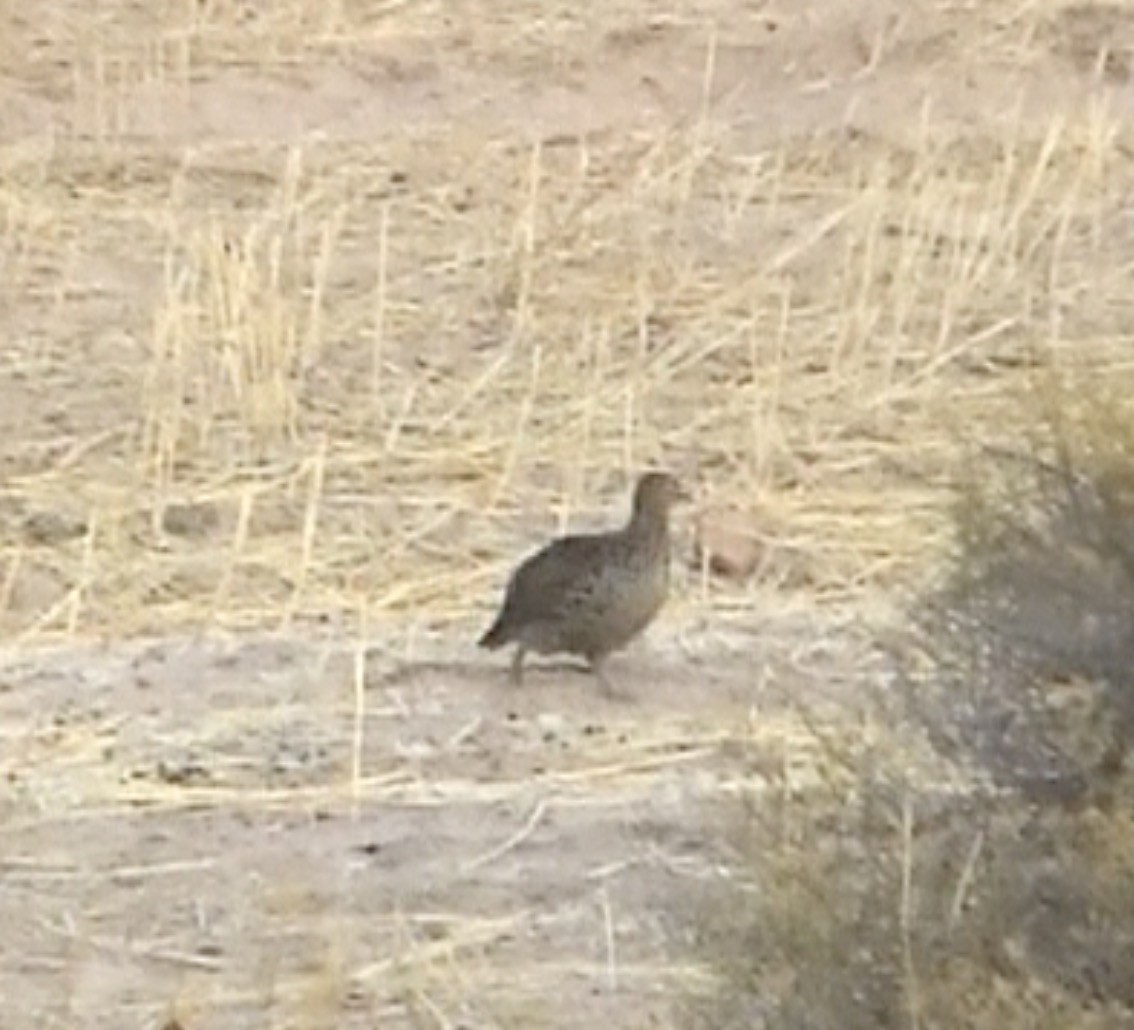 Gray-winged Francolin - ML612752008