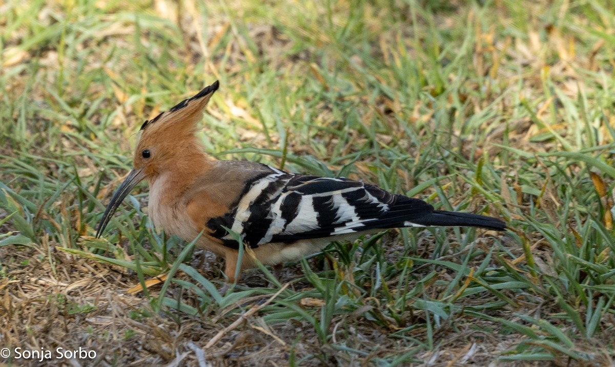 Madagascar Hoopoe - ML612752239